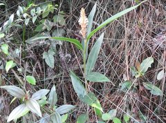 Alpinia stachyodes