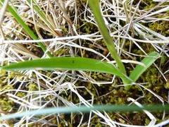 Dactylorhiza traunsteineri