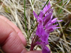 Dactylorhiza traunsteineri