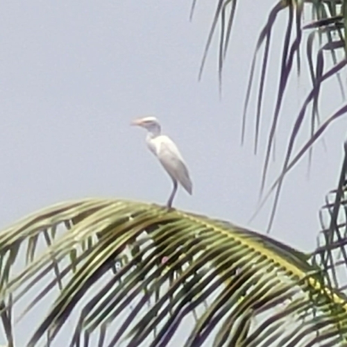 Western Cattle-Egret