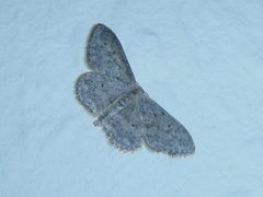 Idaea seriata
