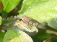 Strophosoma melanogrammum