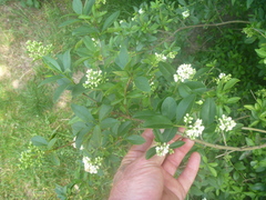 Ligustrum