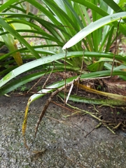 Phasmotaenia sanchezi