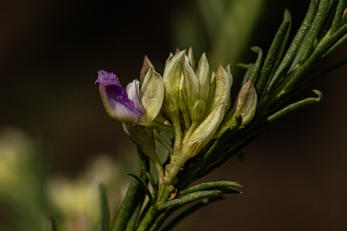 Polygala dewevrei