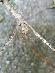 Phasmotaenia sanchezi