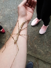 Phasmotaenia sanchezi