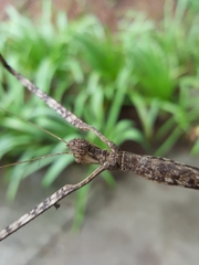 Phasmotaenia sanchezi