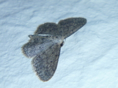 Idaea seriata