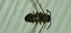 Vespula vulgaris