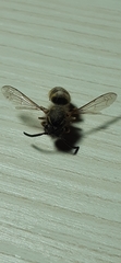 Vespula vulgaris