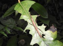 Neohirasea hongkongensis