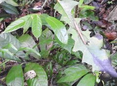Neohirasea hongkongensis