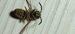 Vespula vulgaris