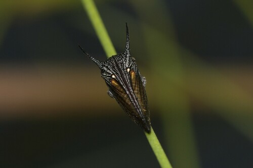 Sarantus nobilis observed 2025-01-30