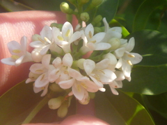 Ligustrum