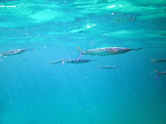 Hemiramphus brasiliensis
