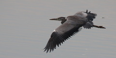 Ardea cinerea