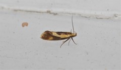 Harpella forficella