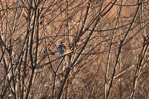 Song Sparrow photographed in Louisiana