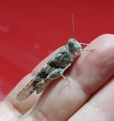 Trimerotropis pallidipennis