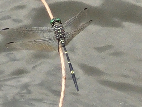 Bottletail