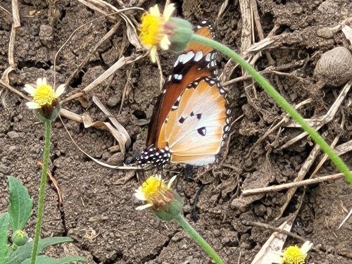 Plain Tiger Butterfly