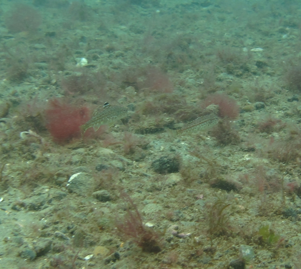 Mullus argentinae