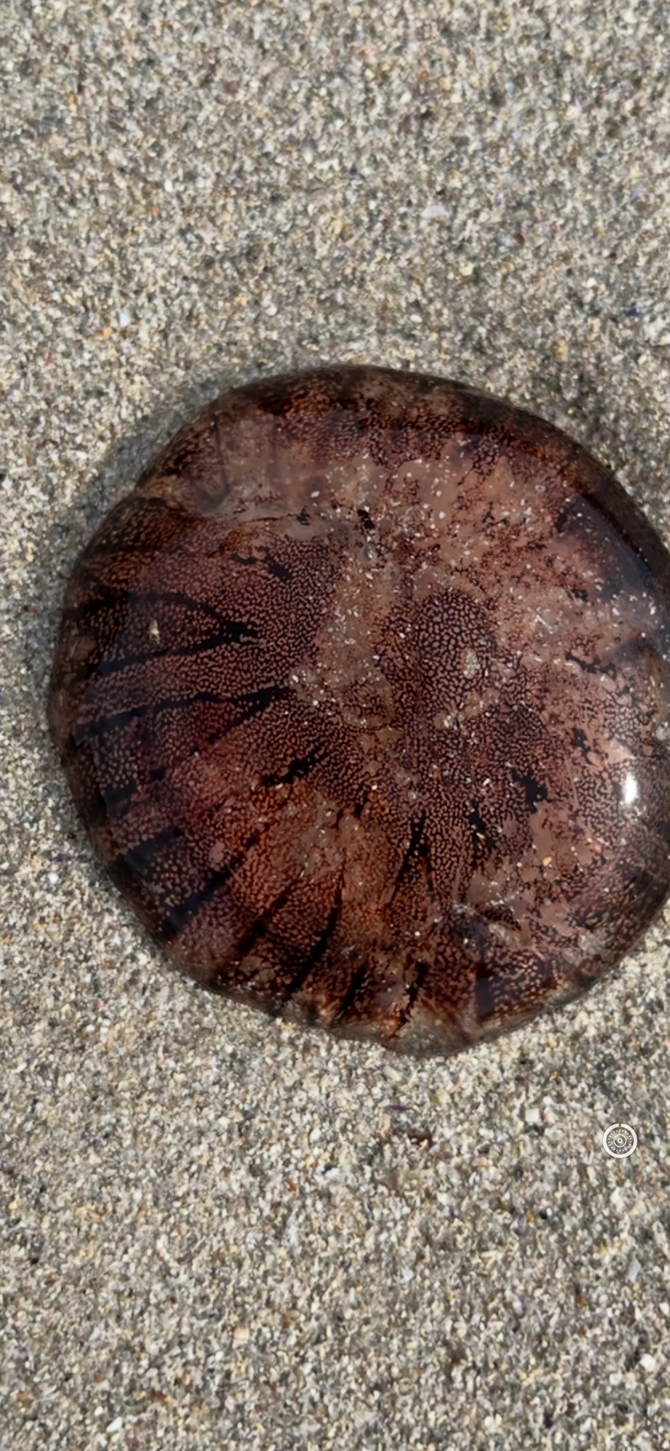 Chrysaora agulhensis Ras, Neethling, Engelbrecht, Morandini, Bayha, Skrypzeck & Gibbons, 2020
