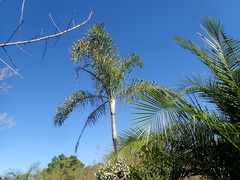 Dypsis madagascariensis