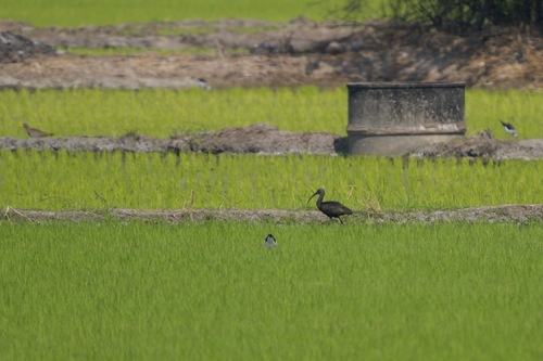 Glossy Ibis