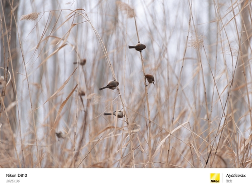 Vinous-throated Parrotbill