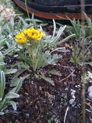 Jacobaea insubrica