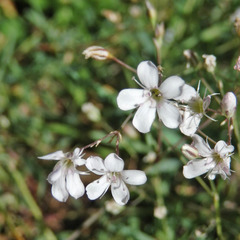 Gypsophila repens