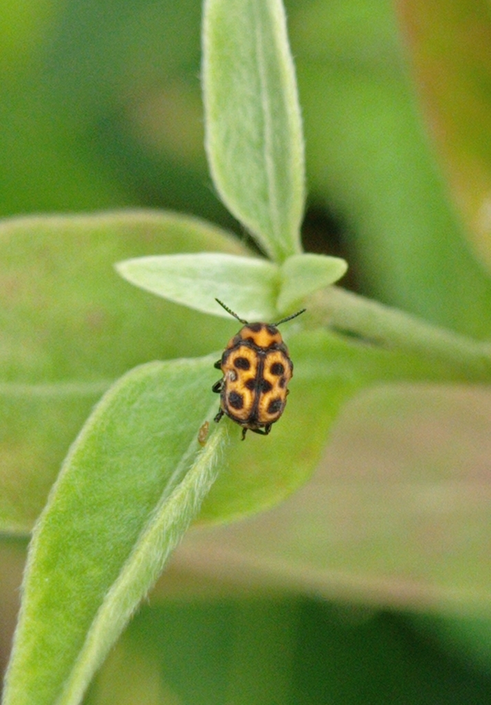 Chlamisus impressus