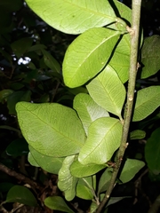 Syzygieae