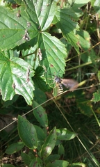 Pennisetia marginatum