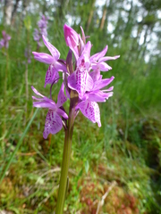 Dactylorhiza traunsteineri