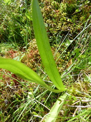 Dactylorhiza traunsteineri