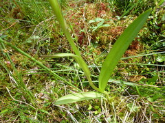 Dactylorhiza traunsteineri