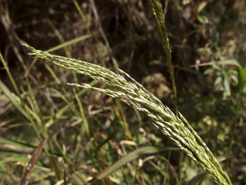 Sourgrass (Digitaria insularis)