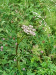 Silphiodaucus prutenicus