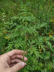 Silphiodaucus prutenicus