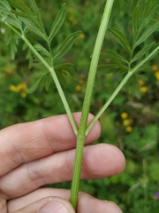 Silphiodaucus prutenicus