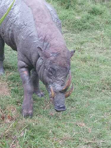 Babyrousa togeanensis