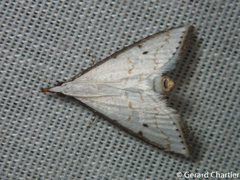 Ramila