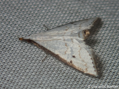 Ramila