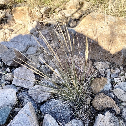 Palmer's Muhly (Muhlenbergia palmeri)