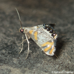 Nymphicula