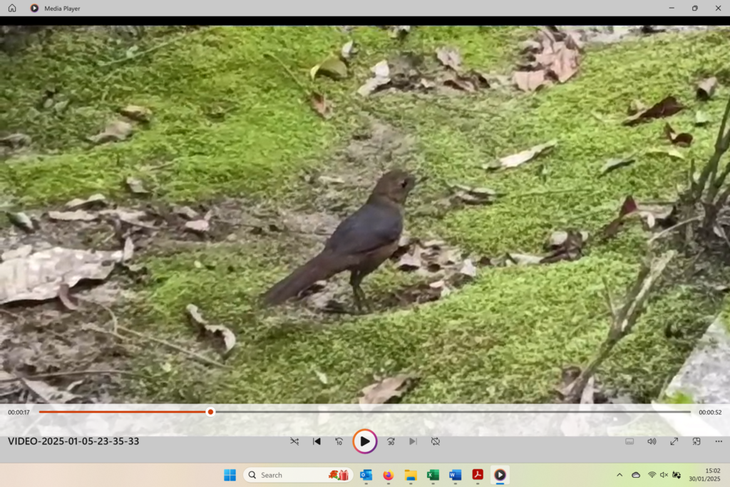 Geomalia (Geomalia heinrichi)